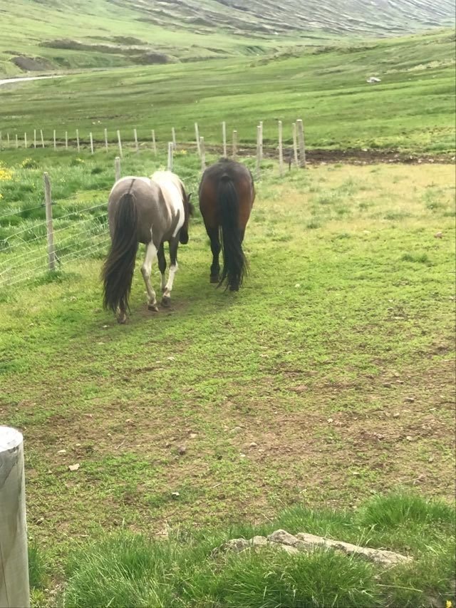 Afréttin opnuð 24. júní