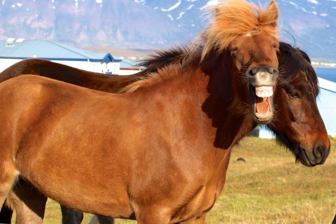 Opnun Dalvíkuhólfs