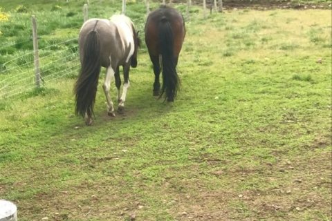 Afréttin opnuð 24. júní