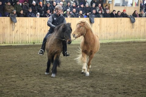 Reiðnámskeið 29 febrúar til 1 mars.