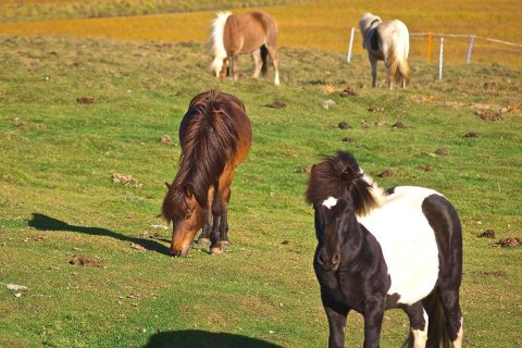 Opnun Dalvíkurhólfs