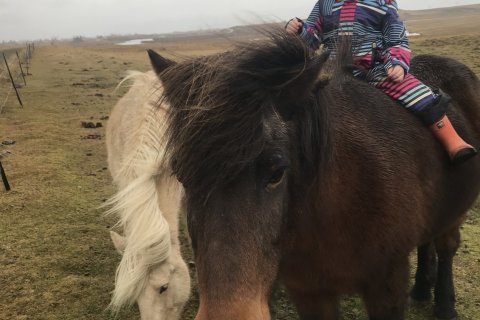 Opnun hólfa í Hringsholti